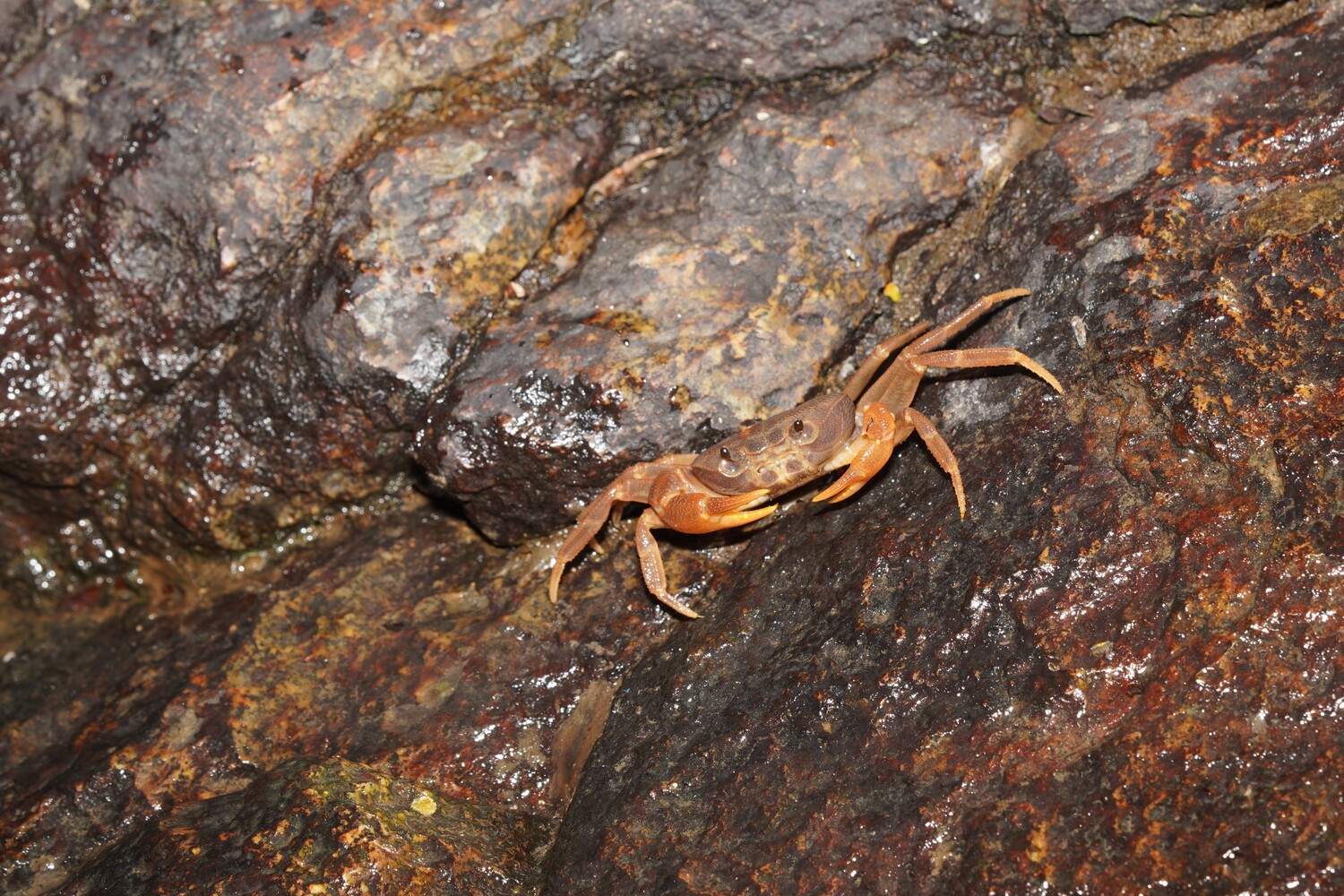 Một giống và loài cua nước ngọt mới - Tayninhon nuibaden được khám phá tại Núi Bà Đen, Đông Nam Bộ, Việt Nam