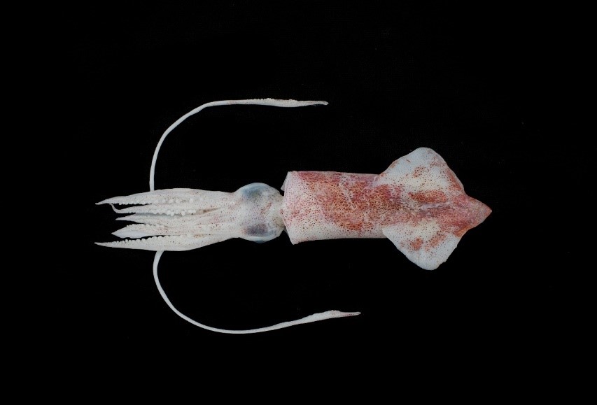 Hình thái phân loại bốn loài mực ống thuộc chi Uroteuthis phân bố khu vực miền trung Việt Nam