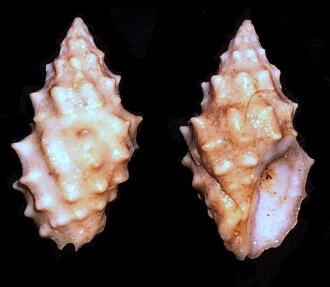 Kết quả nghiên cứu về tăng trưởng một số loài động vật thân mềm chân bụng vùng biển miền Trung Việt Nam