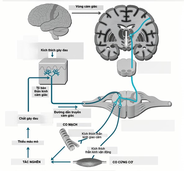 A diagram of a brainAI-generated content may be incorrect.