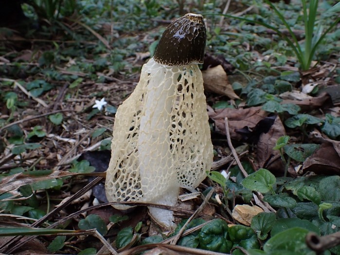 Phallus indusiatus