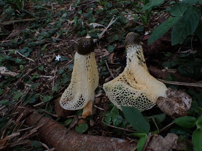 Nấm báo mưa Phallus indusiatus