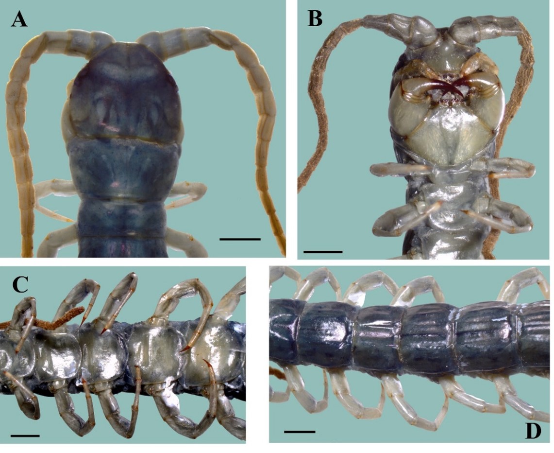 Phát hiện một loài rết mới cho khoa học tại các vùng núi Tây Bắc Việt Nam