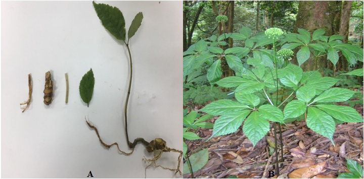Characteristics of the transcription genome and the development of microsatellites (SSR) molecular markers used in analyzing genetic diversity in populations and species of Ginseng Ngoc Linh (Panax vietnamensis Ha et Grushv) in Vietnam